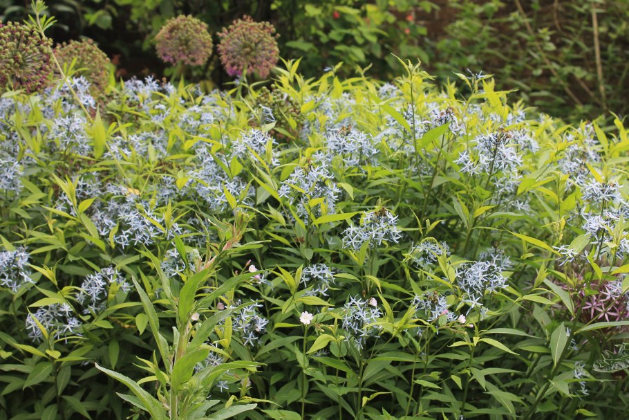 Амсония иволистная