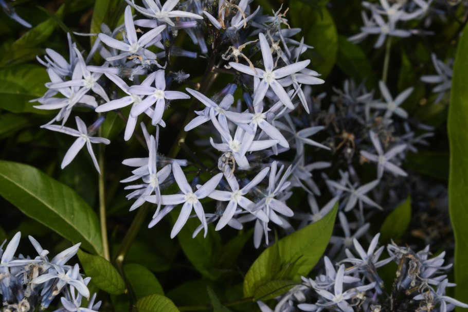 Амсония Восточная