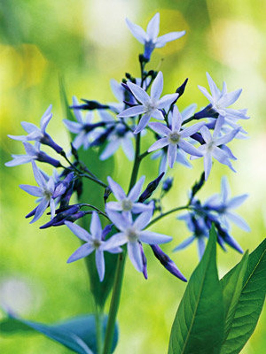 Amsonia Tabernaemontana