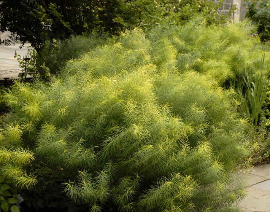 Амсония табермонтана