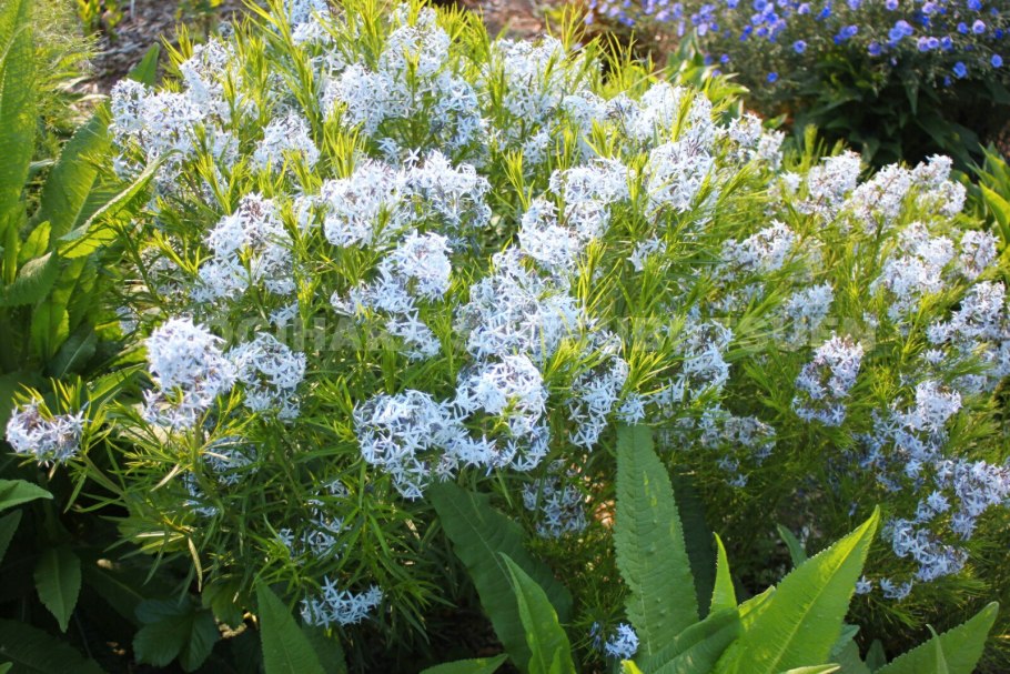 Амсония зона зимостойкости