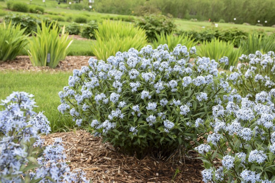 Амсония табермонтана