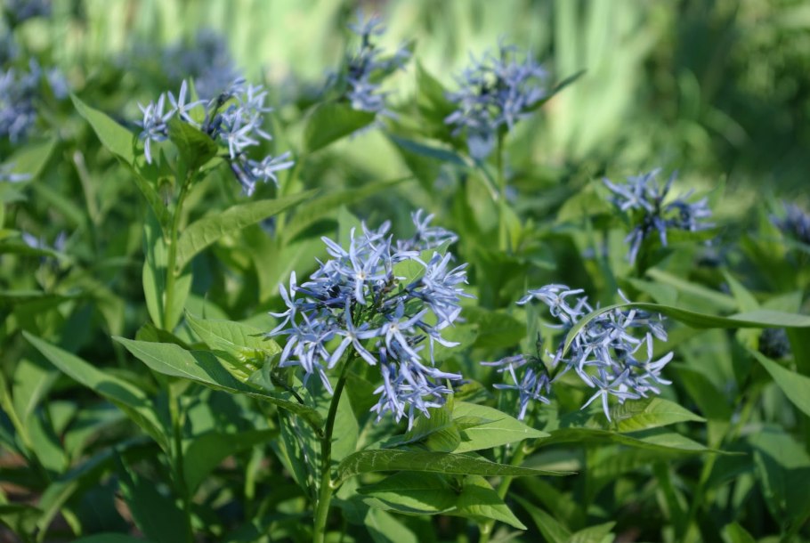 Амсония Восточная