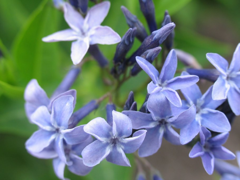 Амсония Блю айс