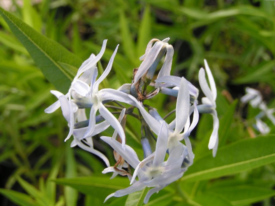 Амсония реснитчатая