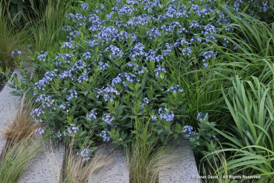 Амсония 'Blue Ice'