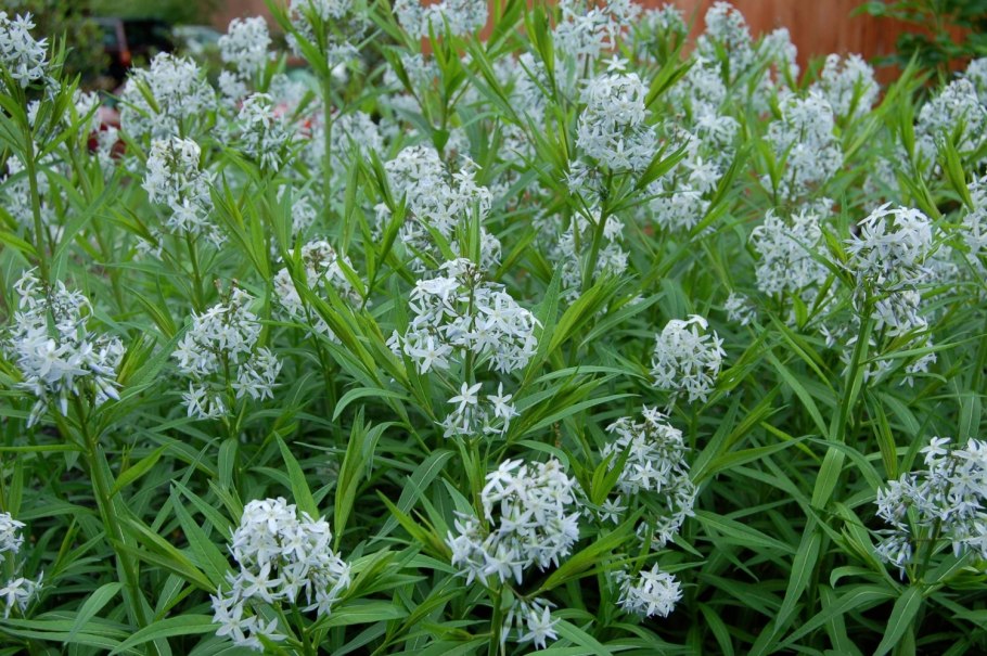 Амсония табермонтана