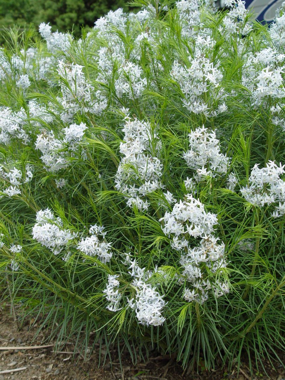 Амсония табермонтана