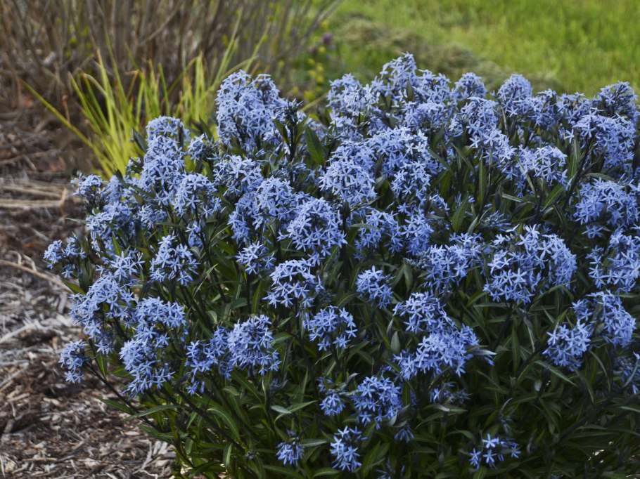 Амсония иволистная