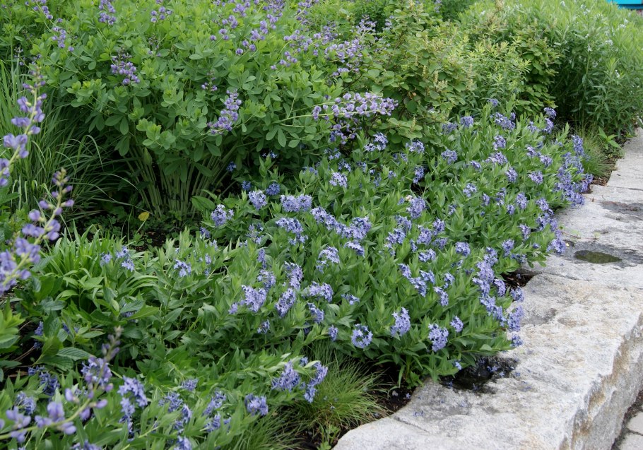 Амсония Восточная