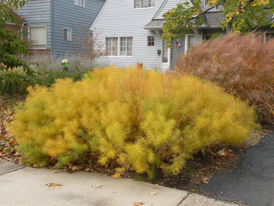 Амсония Найт Скай