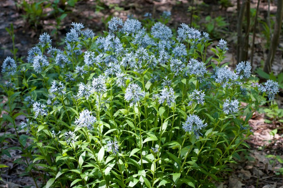 Амсония иволистная