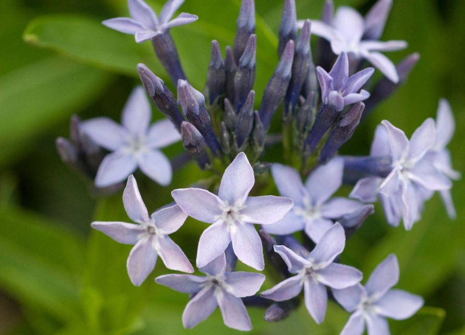 Кустарник Амсония