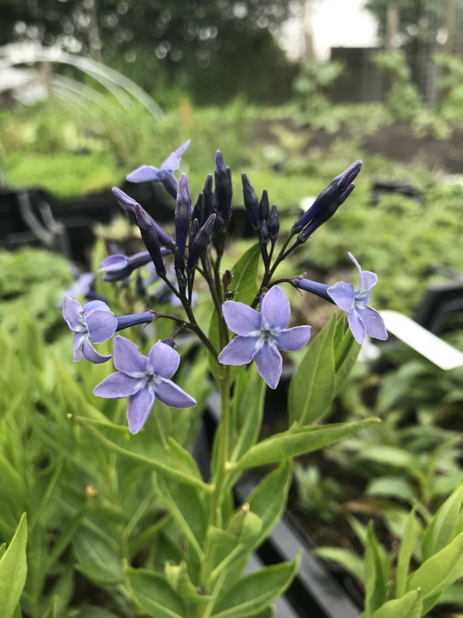 Амсония Блю айс