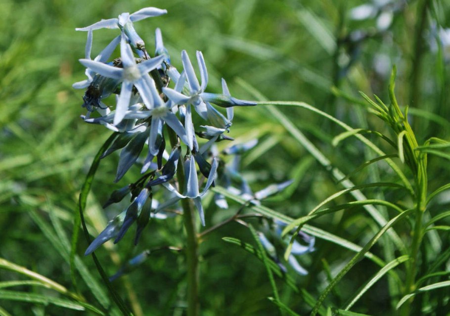 Амсония Хабричта