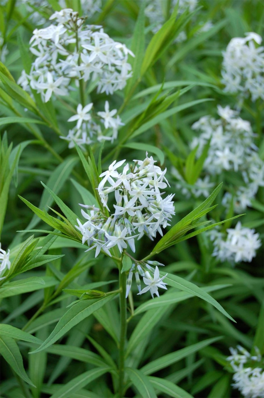 Амсония семена