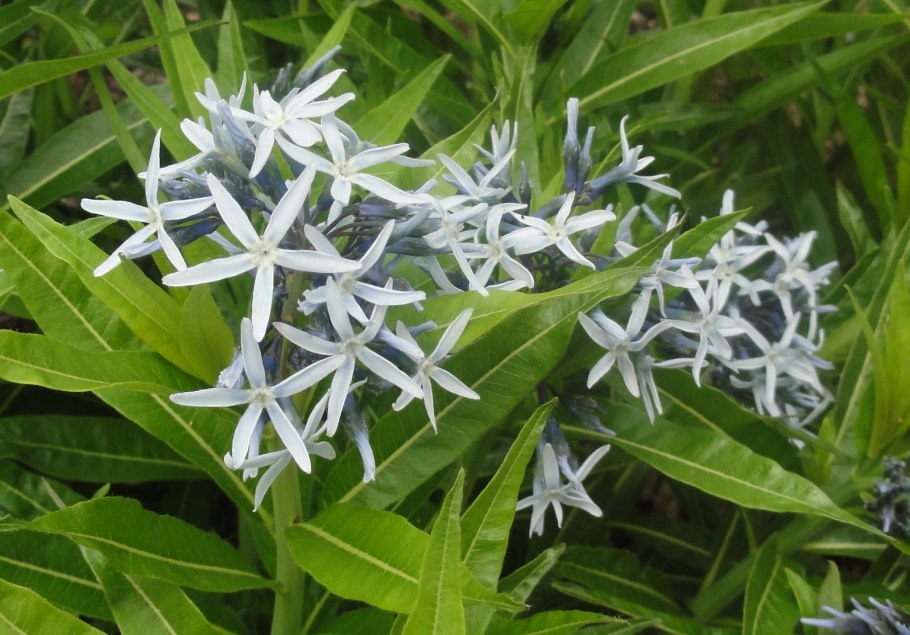 Amsonia hubrichtii