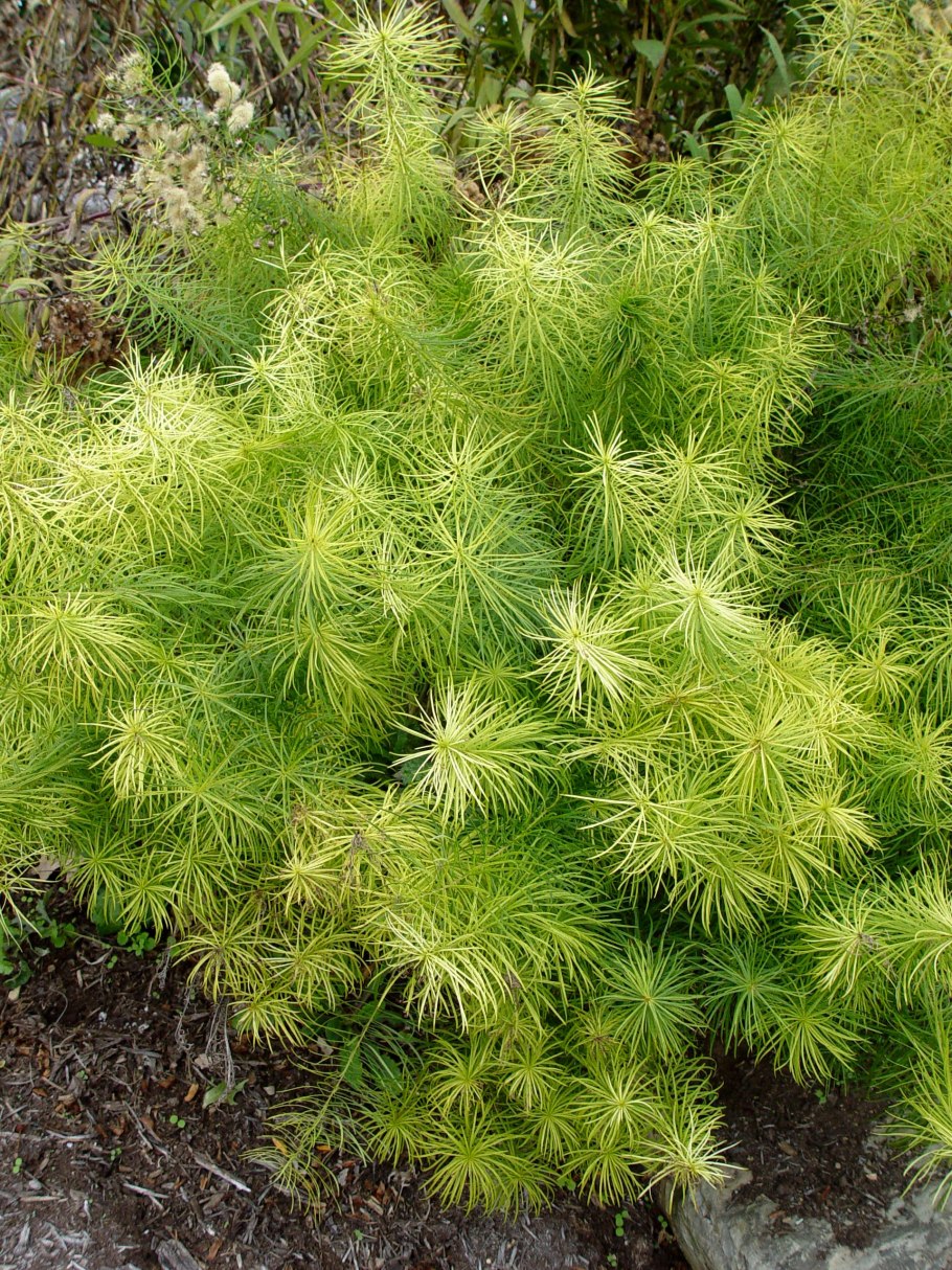 Амсония табермонтана