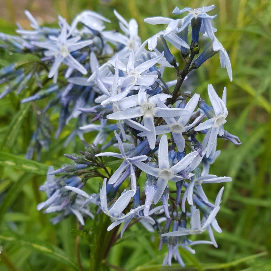 Амсония Amsonia Blue Ice