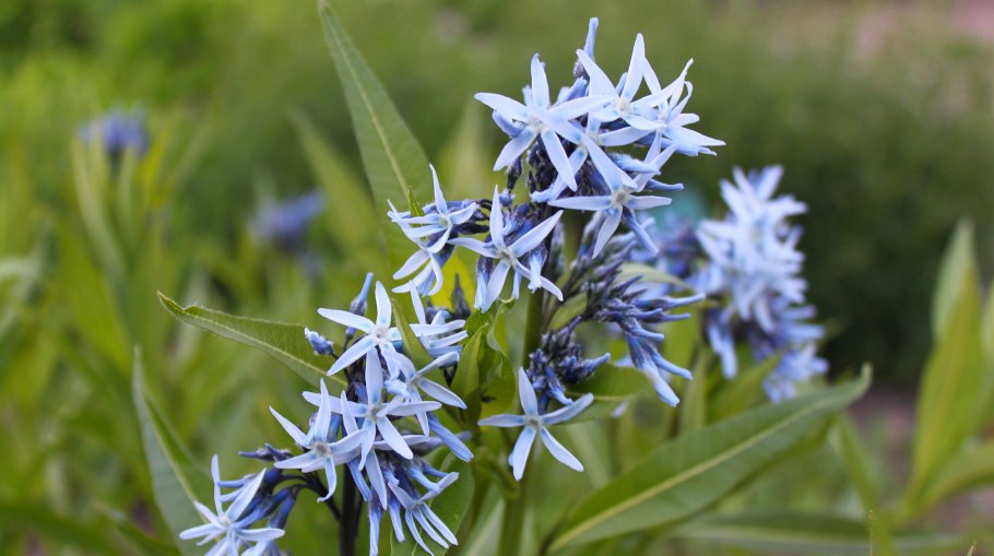 Амсония иволистная