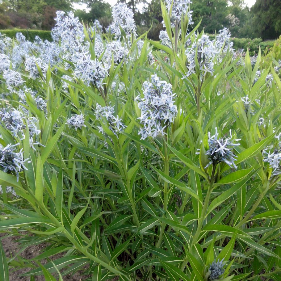 Амсония иволистная