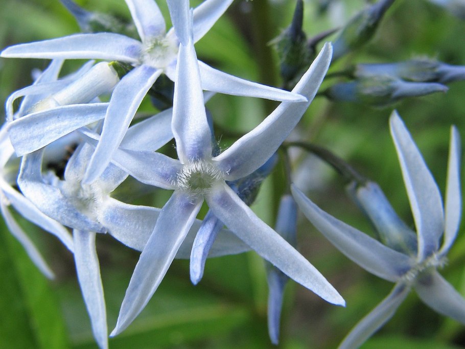 Амсония реснитчатая