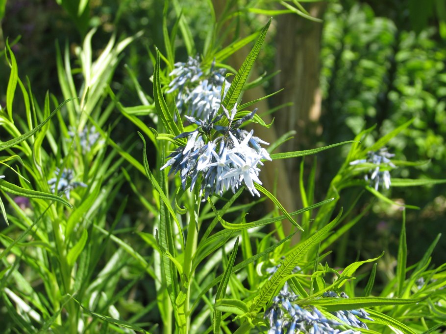 Амсония иволистная описание