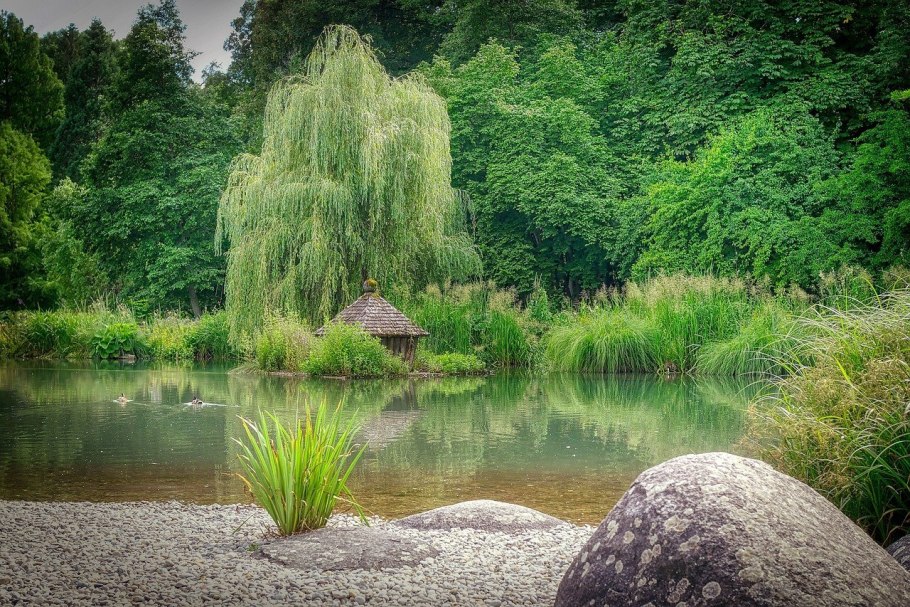Плакучая Ива дерево