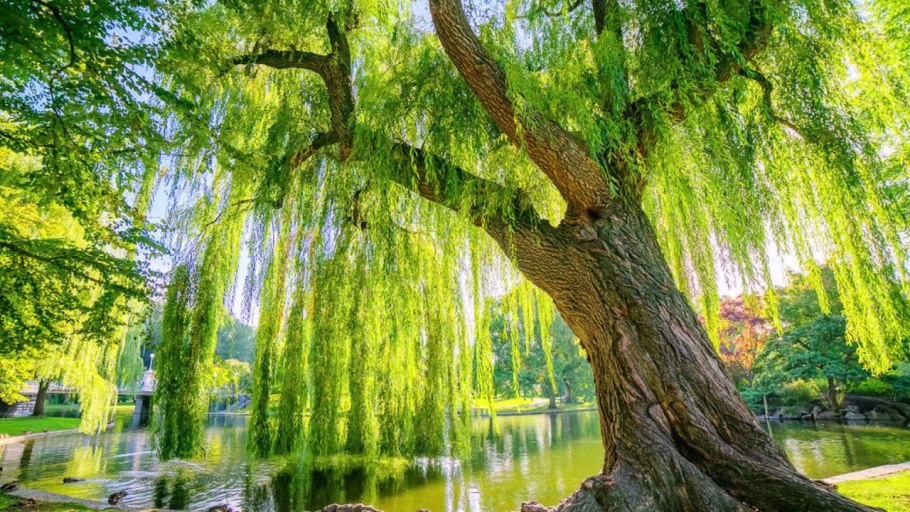 Плакучая Ива дерево