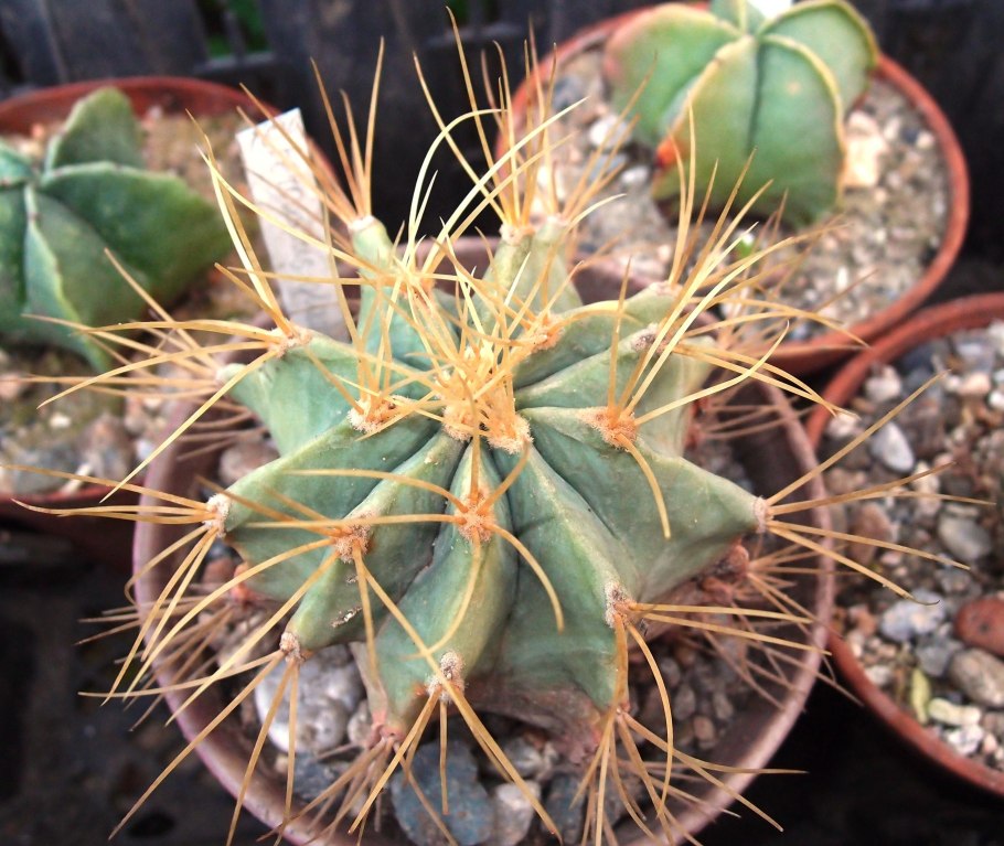 Ферокактус viridescens