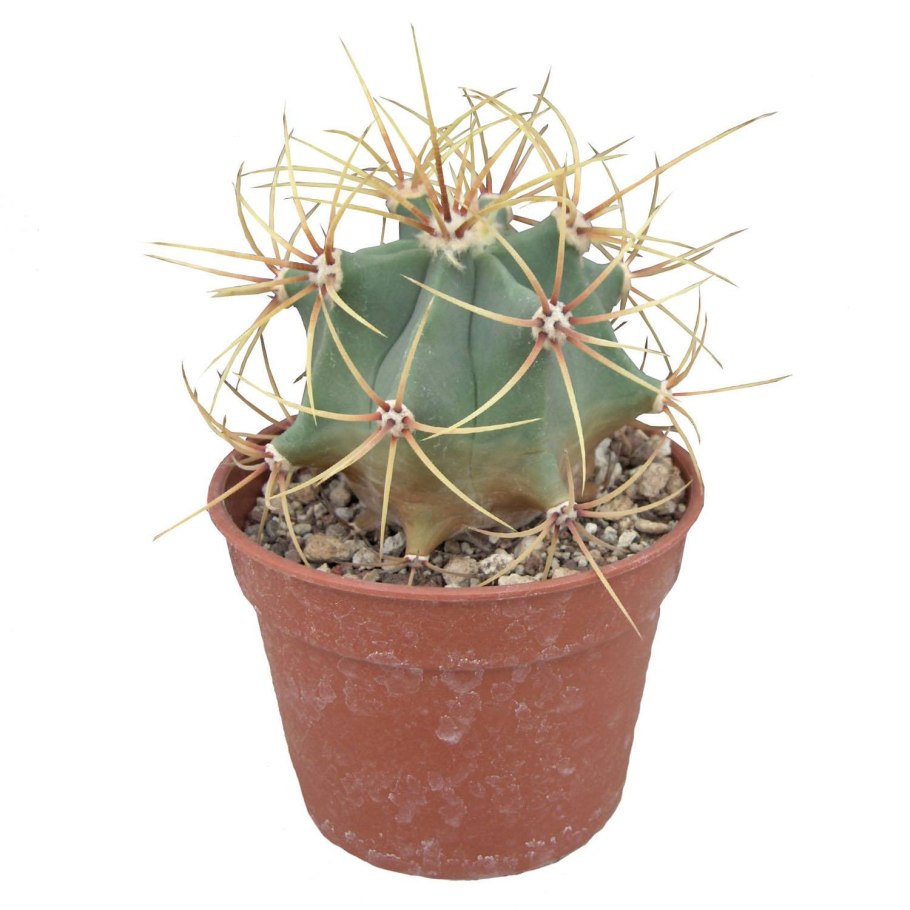 Ферокактус Херрера