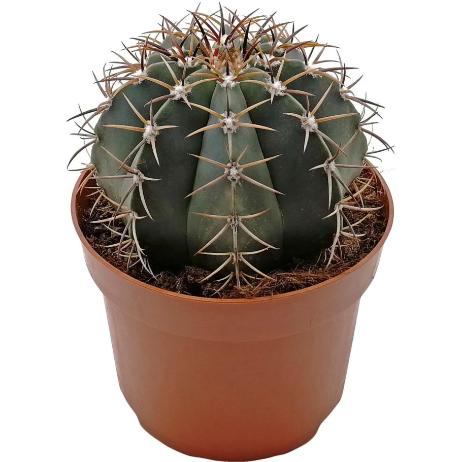 Ферокактус Форда (Ferocactus fordii)