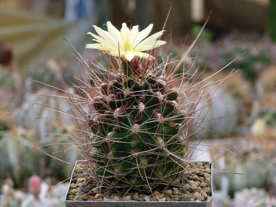 Ferocactus gracilis