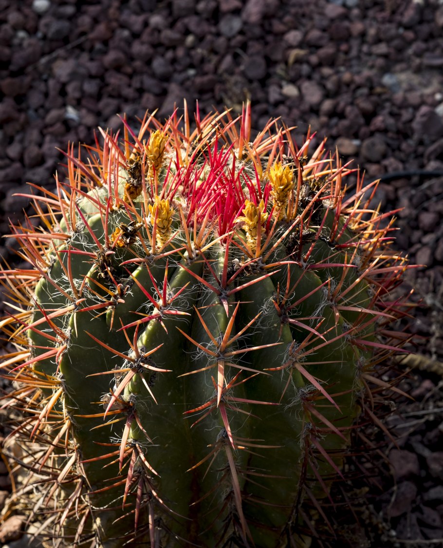 Ферокактус Хаматокактус