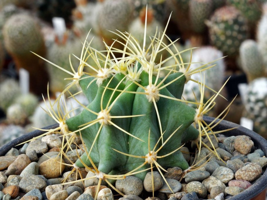 Ферокактус Грацилис