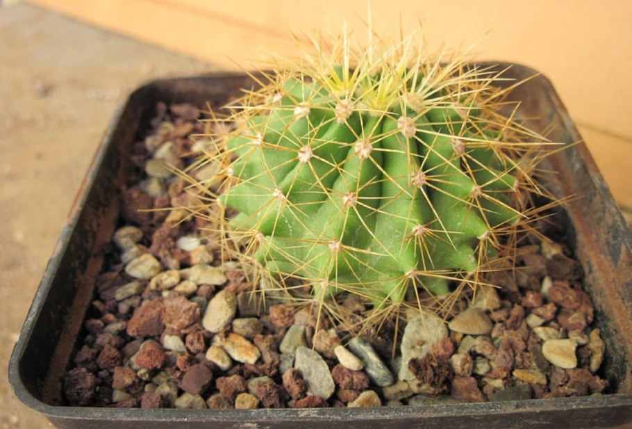 Ферокактус Грацилис