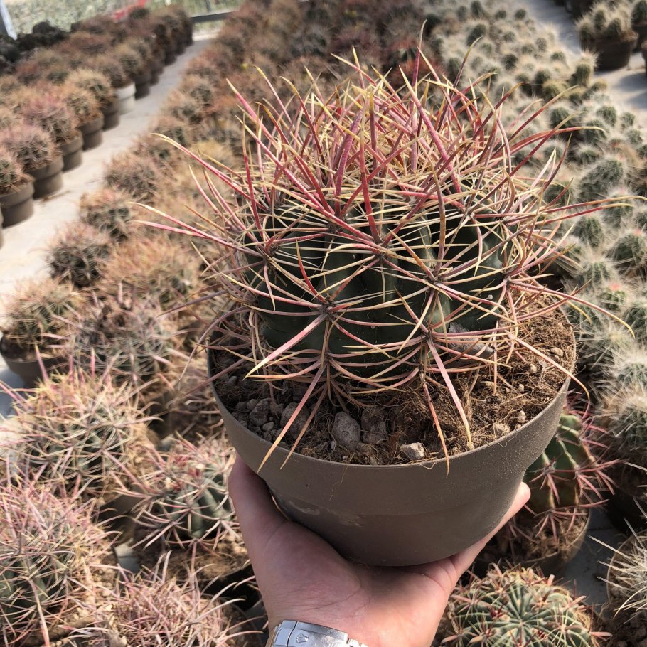 Ферокактус пурпуровый