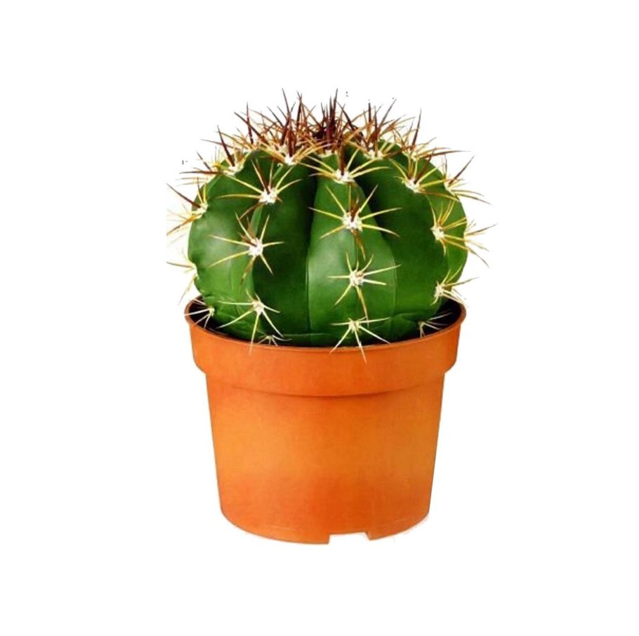 Ферокактус Грацилис