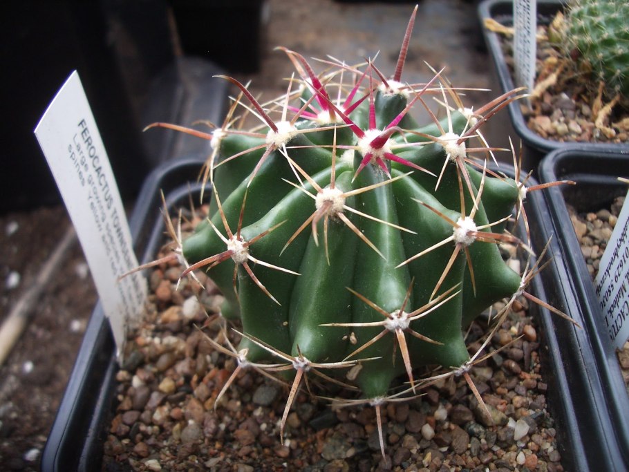 Ферокактус широкоиглый