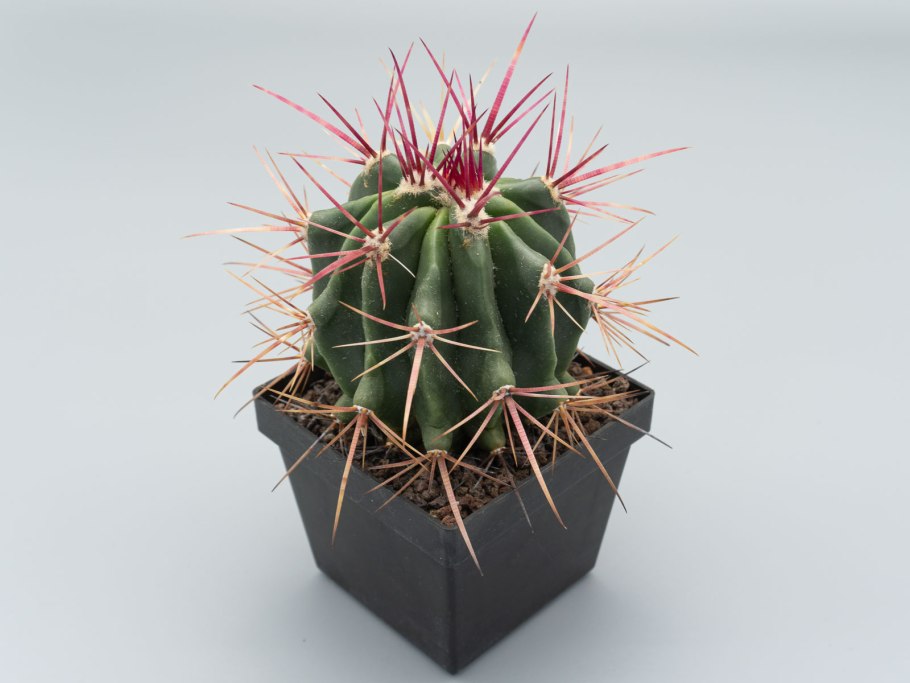 Ферокактус штайнса