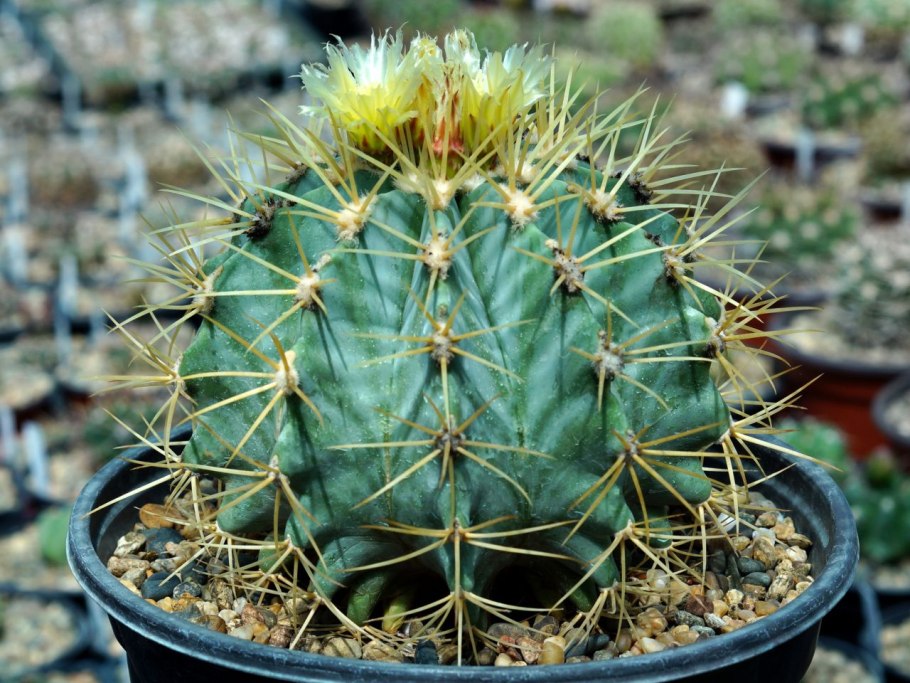Ferocactus latispinus