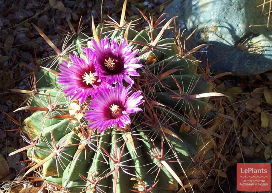 Ferocactus grandiflorus семена