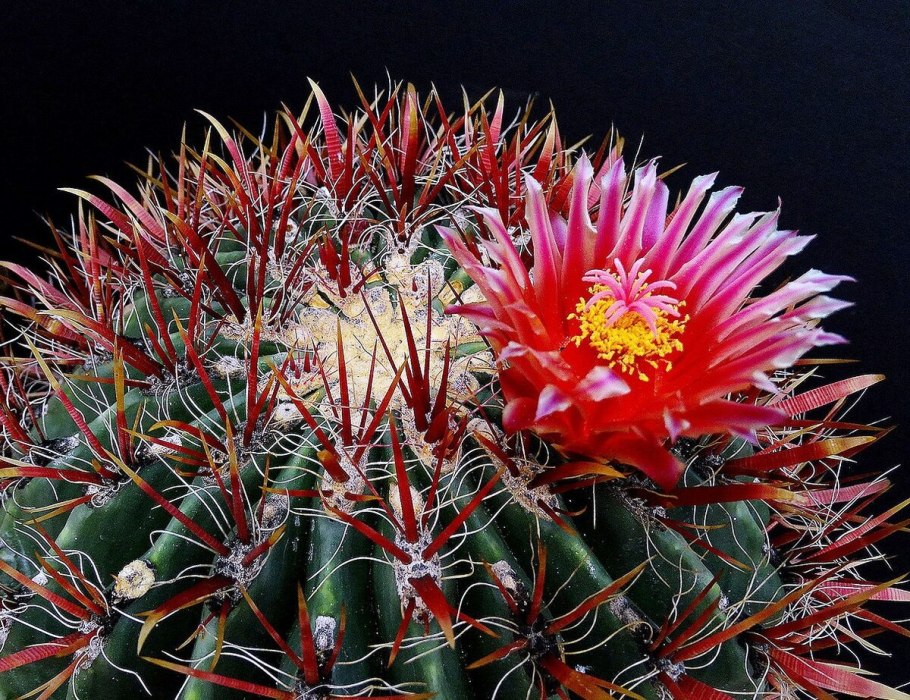 Ферокактус Пилозус