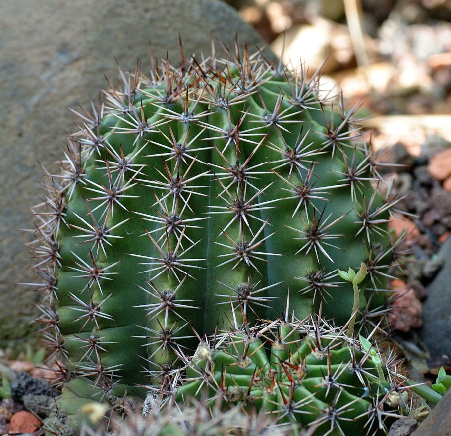 Ферокактус колючий