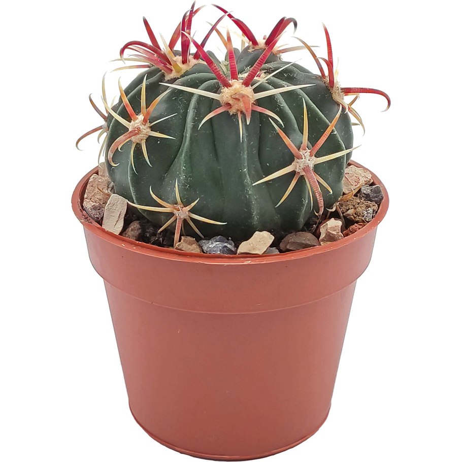 Ферокактус глауцесценс Ferocactus glaucescens