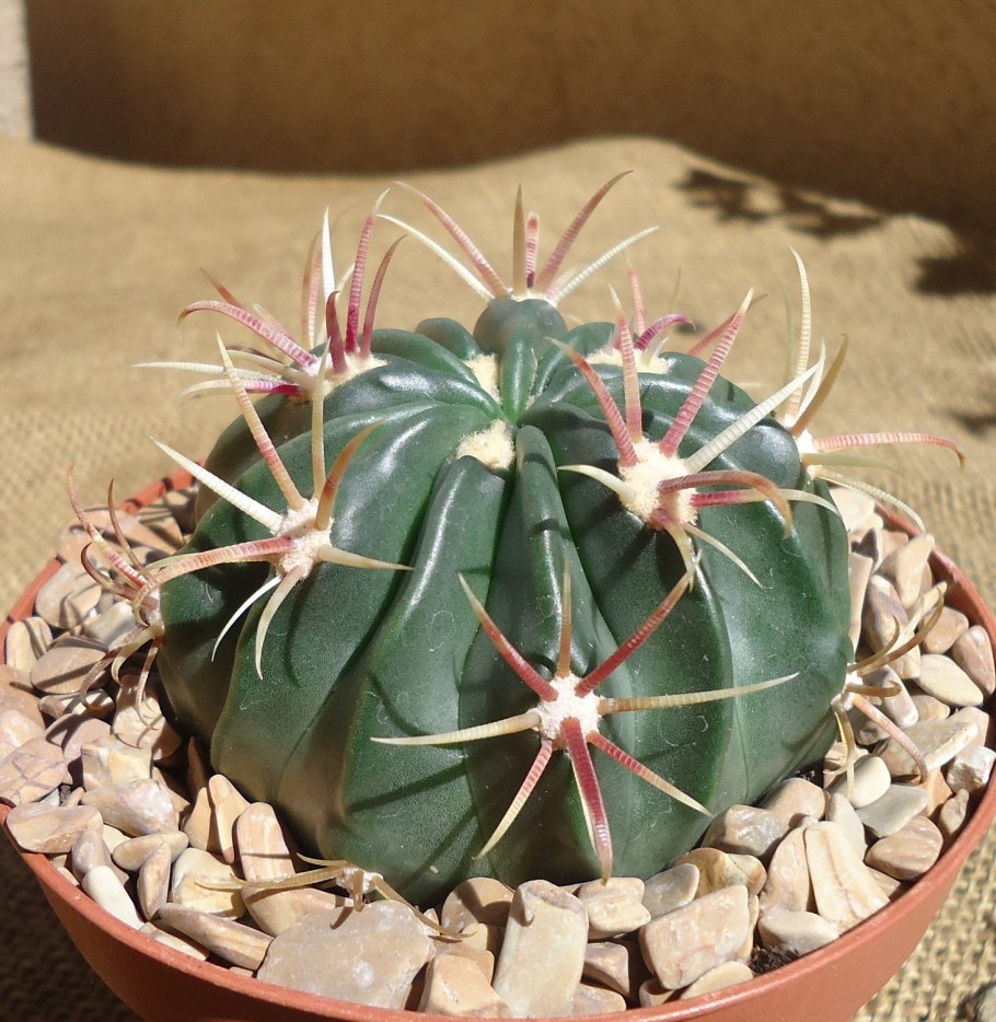 Ferocactus SP.