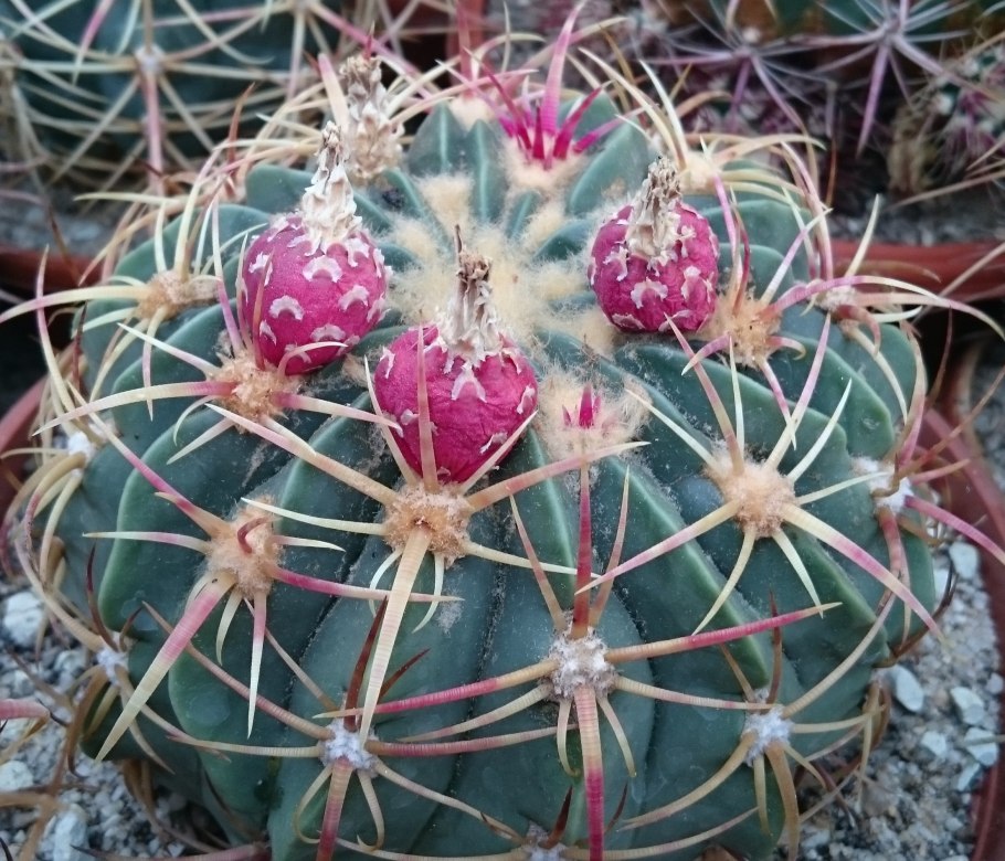 Кактус Ferocactus glaucescens