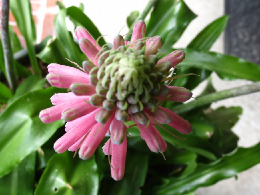 Цветы Вельтгеймия