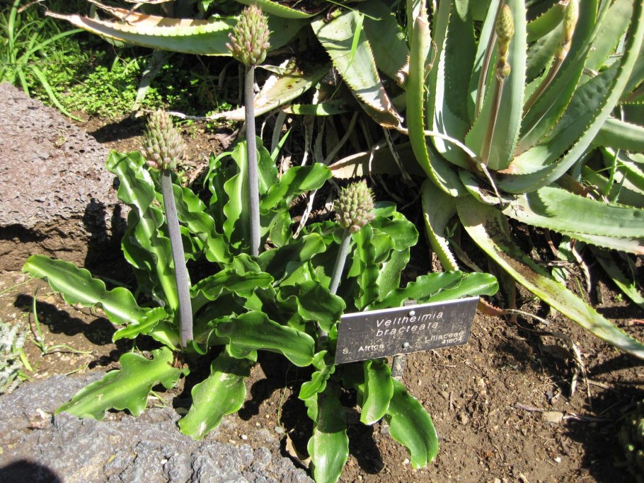 Кринум цветок