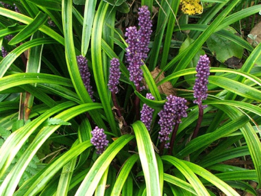 Ропалостилис как цветет